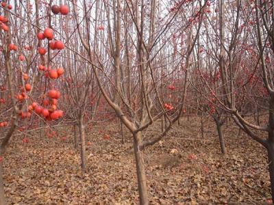 冬红果海棠什么时候开花 ？