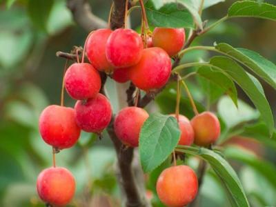 冬红果海棠的主要特点是什么 ？