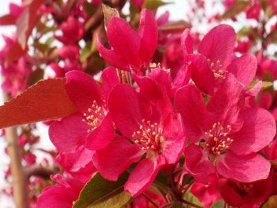 红宝石海棠的果实有毒吗 ?