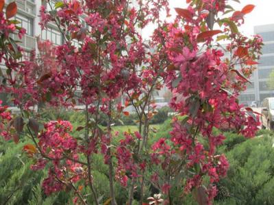 红宝石海棠常见的繁殖方式是什么?