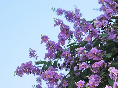 紫薇树小苗应该去哪里购买，价格合理 ？