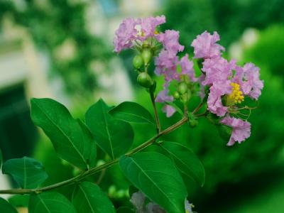 紫薇的观赏价值如何体现，应该如何搭配种植 ？