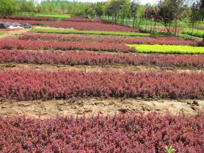 紫叶小檗小苗多少钱一棵价格