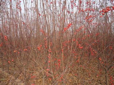 冬红果海棠怎么种植养护