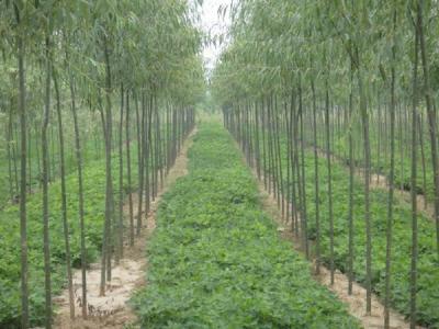 速生柳的栽培种植技术