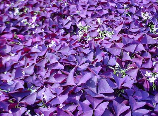 紫叶炸浆草图片