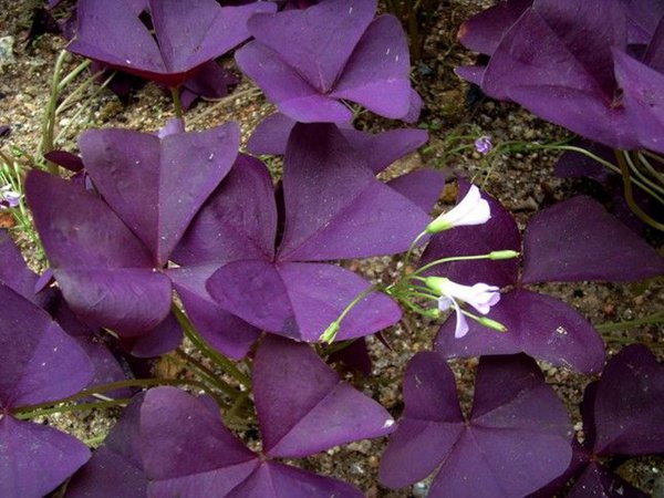 紫叶炸浆草图片