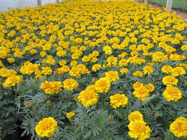 地被菊几月份开花效果怎么样