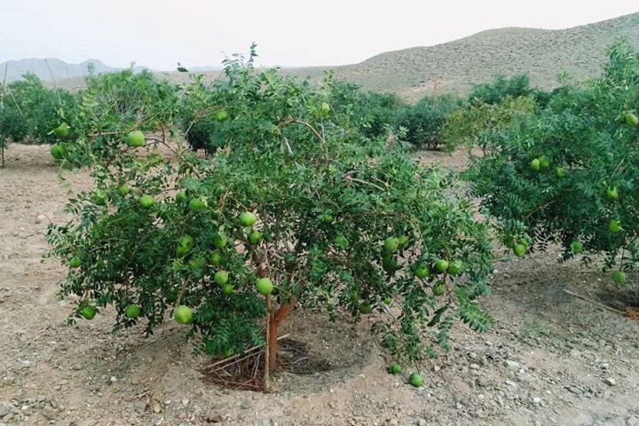 文冠果种子价格及种植方法