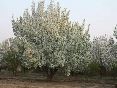 [八棱海棠]八棱海棠图片_价格_种植方法