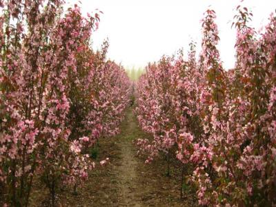 高原之火海棠树图片_价格_种植方法