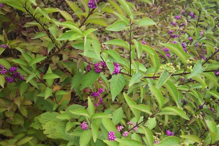 紫珠