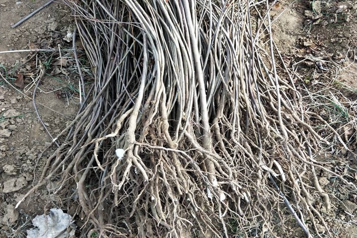 黄栌小苗