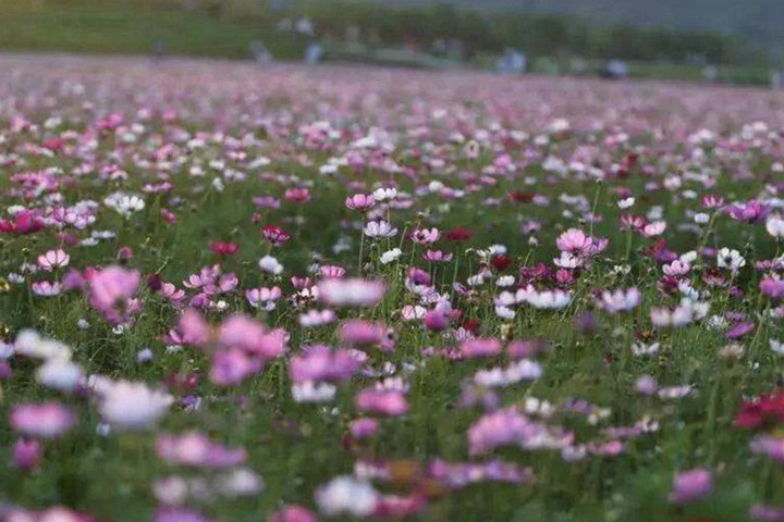 马鞭草