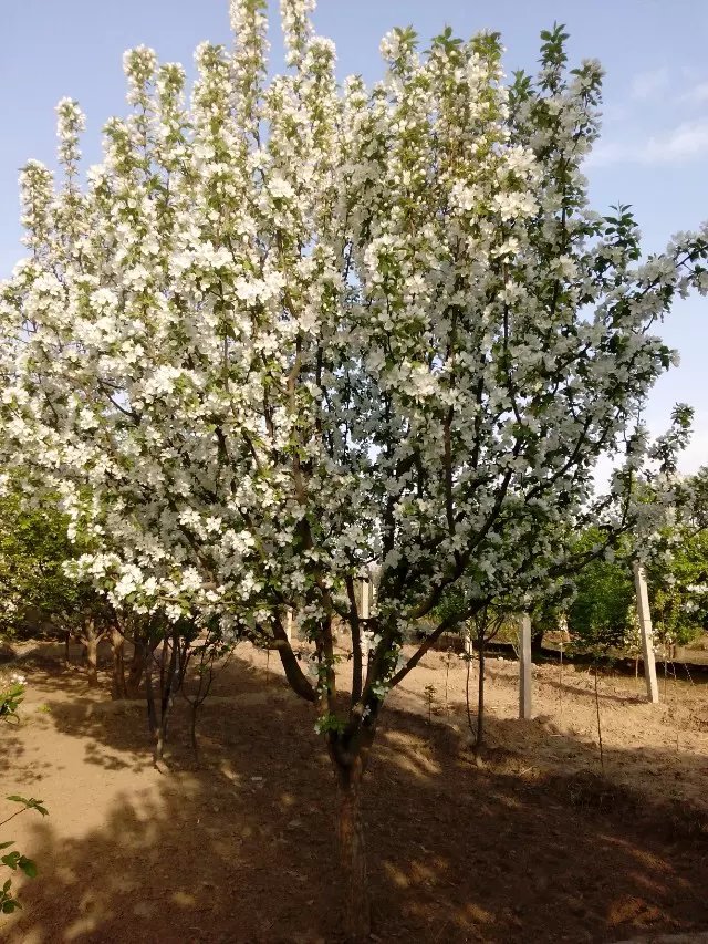 八棱海棠花期多久，几月份开花