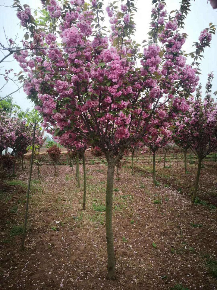 樱花树