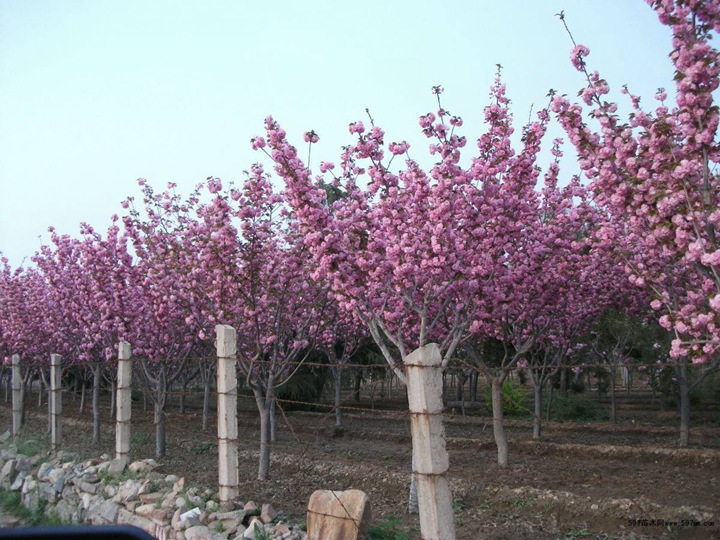 樱花树