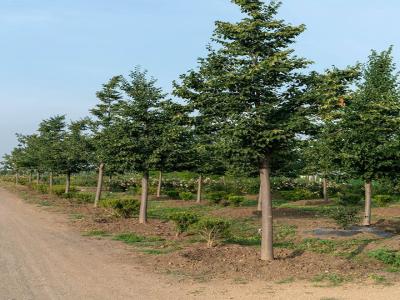 [欧洲小叶椴绿塔]欧洲小叶椴绿塔图片_产地价格_种植方法