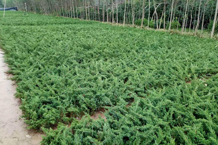 铺地柏