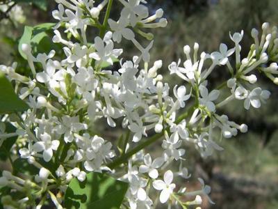 丁香花的花语(不同颜色丁香花的花语)