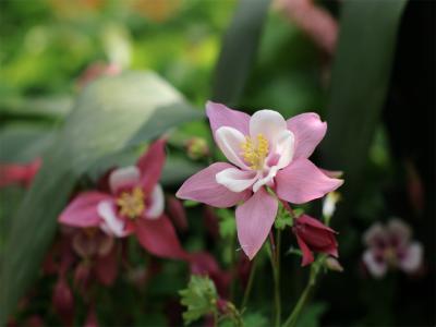 耧斗菜是多年生还是一年生