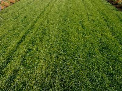 四季青草坪种植方法和时间