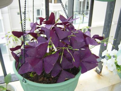 紫叶酢浆草如何爆盆,盆栽酢浆草的养殖方法
