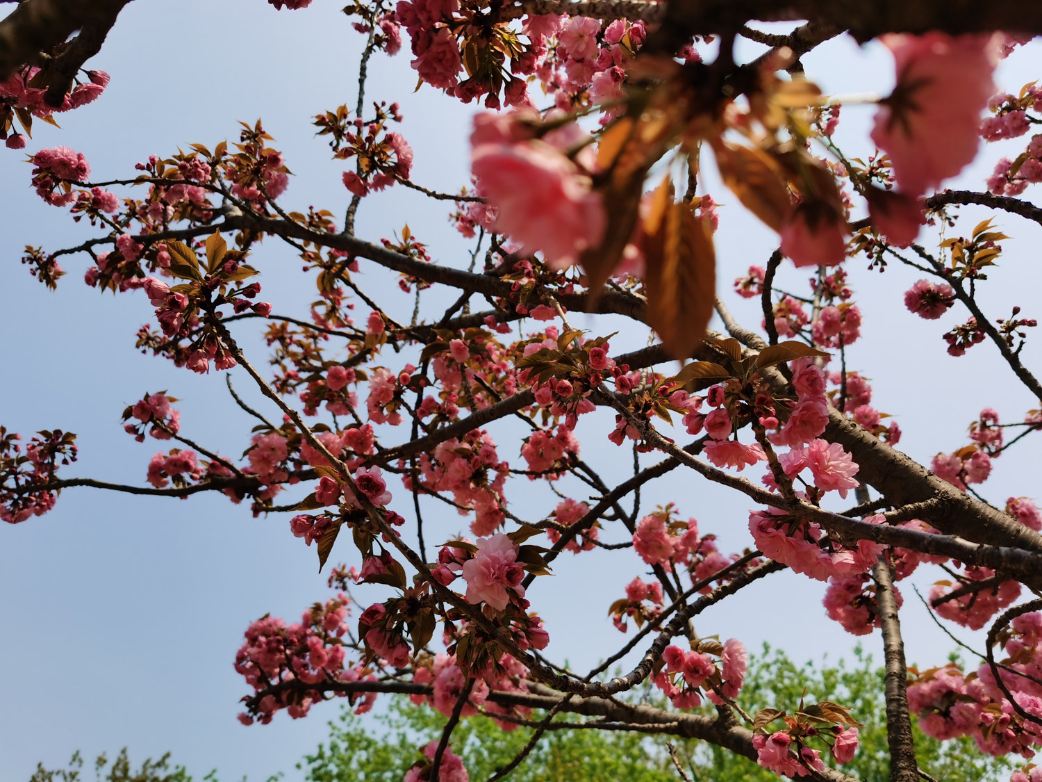 樱花树