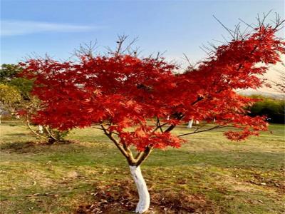 [红枫树]红枫树最新产地价格_图片_种植方法