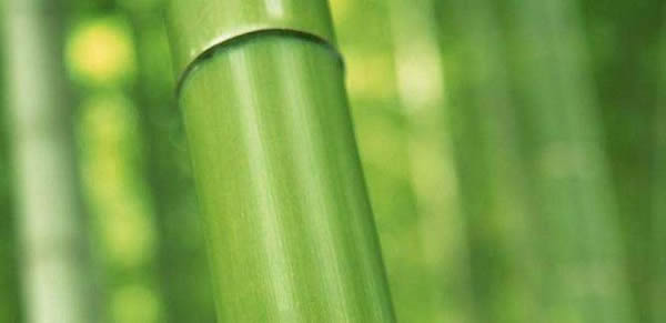 十大名贵竹子品种有哪些