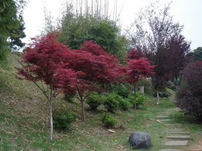 [日本红枫]日本红枫树价格_图片_种植方法