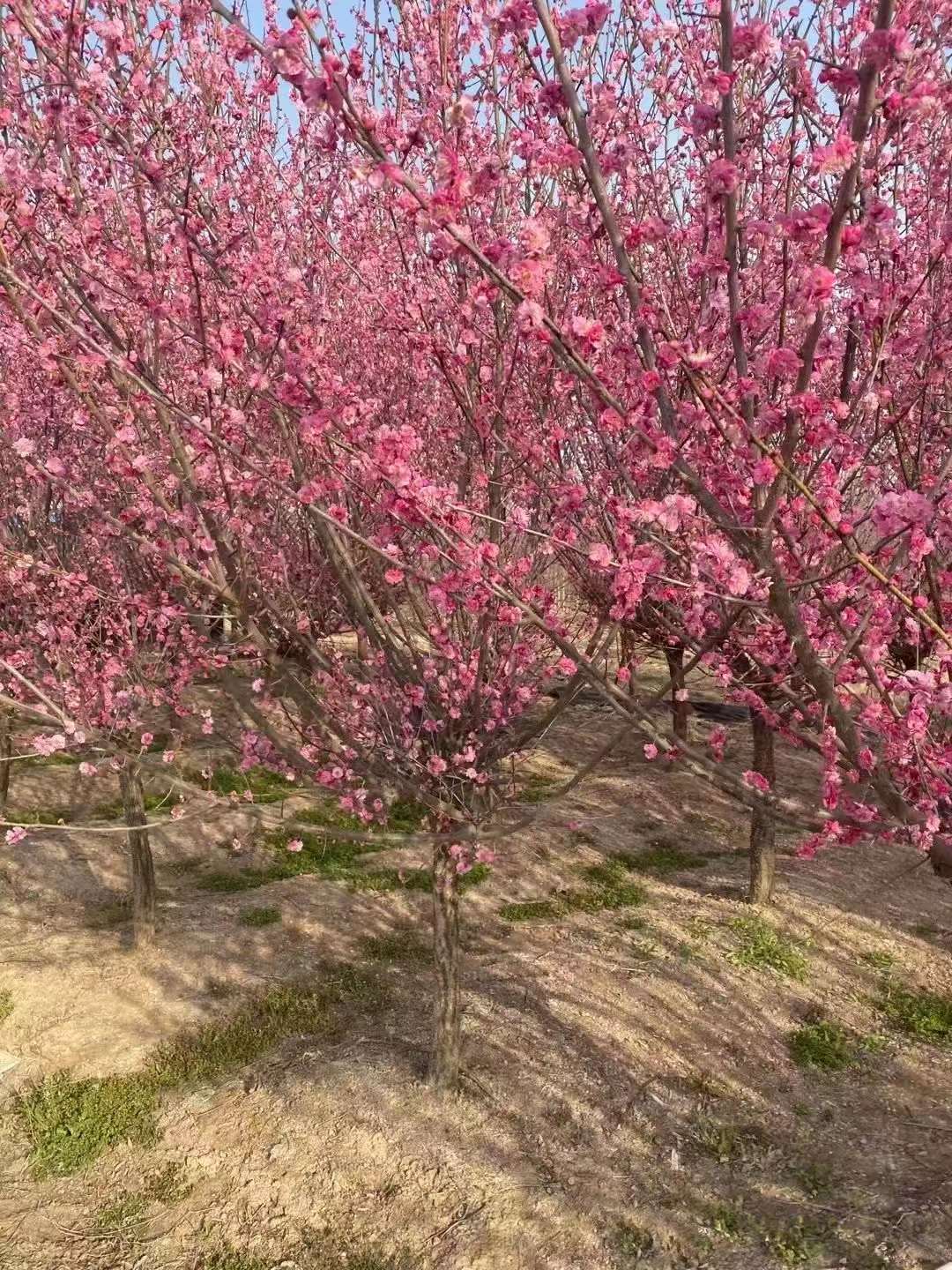 红梅树产地在中国哪里