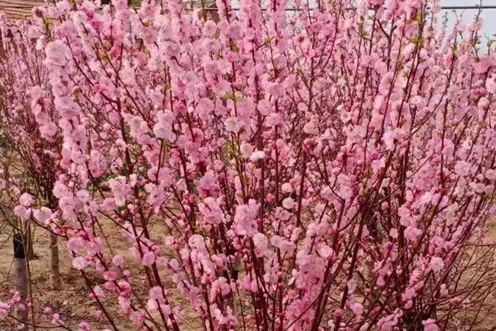 榆叶梅花期果期都是几月