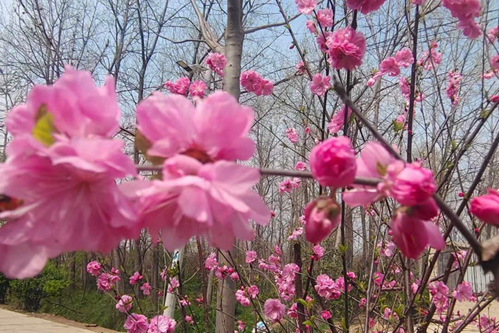 榆叶梅花期果期都是几月