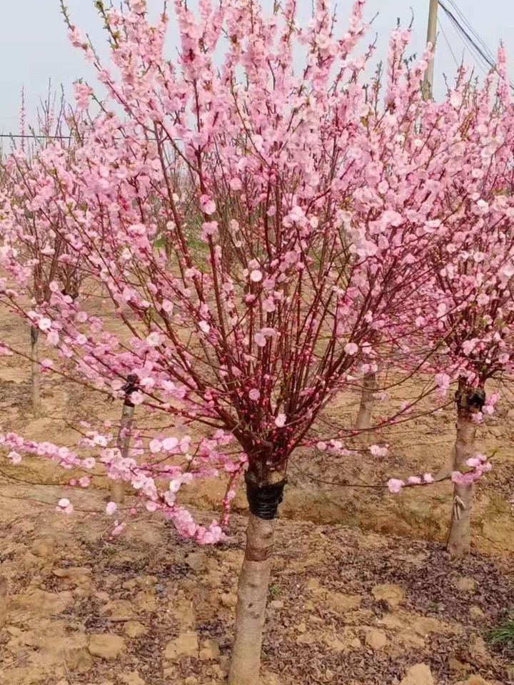 榆叶梅花期果期都是几月