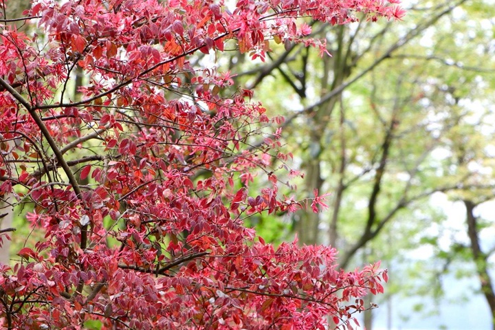 红花檵木好养活吗,红花檵木几月份可以移栽
