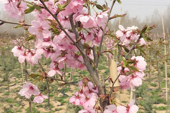 樱花树