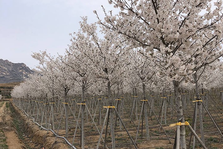 樱花树