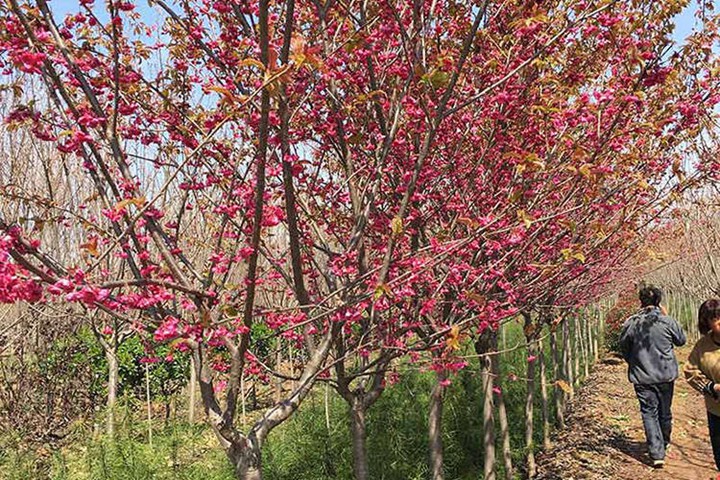 樱花树