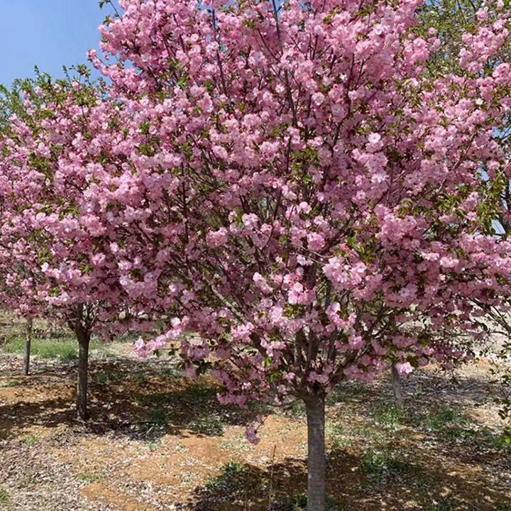 樱花树