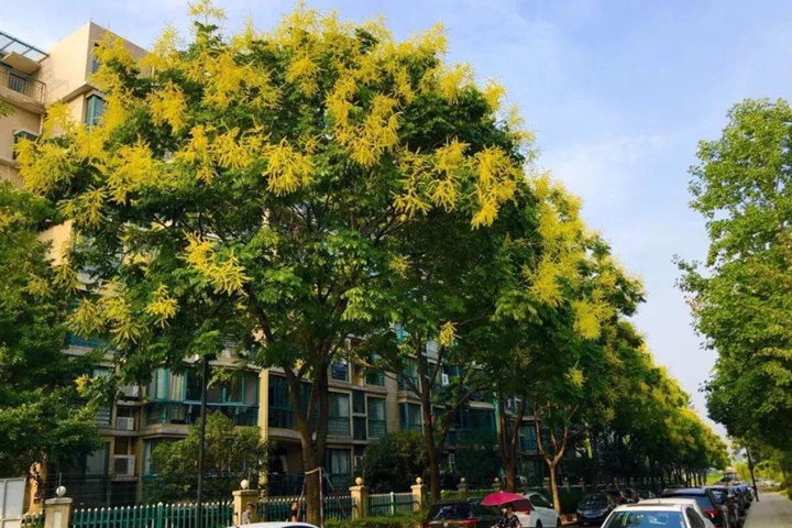 黄山栾树什么时候修剪最好