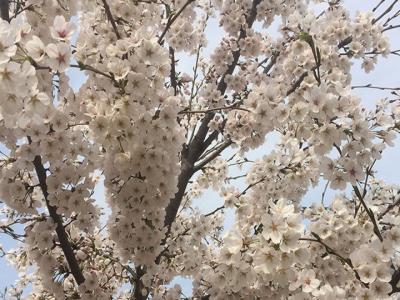 日本樱花树什么时候开花？花期多久？