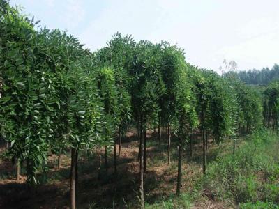门口有龙爪槐的禁忌