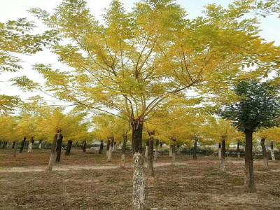 种植黄金树的最佳季节