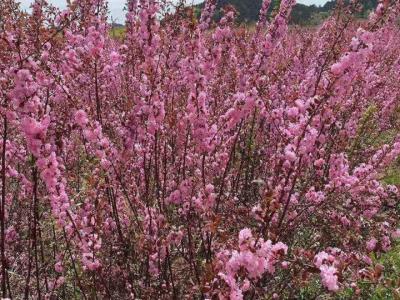 重瓣榆叶梅嫁接有哪些方法