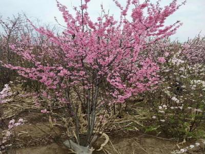 重瓣榆叶梅一年开几次花