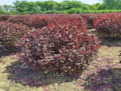 红叶李球在小区景观中的巧妙运用(藁城免费苗木报价)