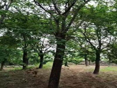 栾树与小区绿地规划设计的融合(正定免费苗木报价)