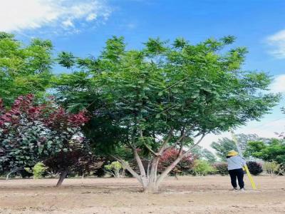 栾树在小区入口景观中的设计应用(深泽免费苗木报价)