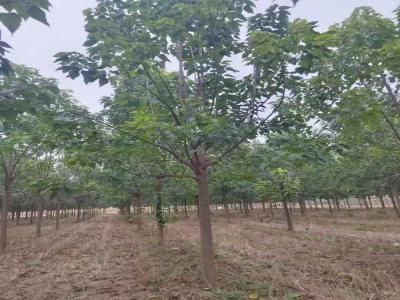 楸树抗逆境养护策略_苗木价格行情免费报价